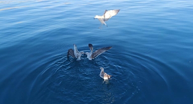 Martıların Van Gölü’ndeki hayat mücadelesi