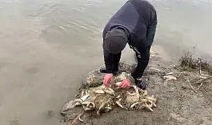 Murat Nehri Kışın Hamur'lu Balıkçılara Geçim Kaynağı