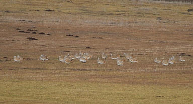 Muş'ta 34 toy kuşu görüntülendi