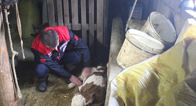 Muş'ta  "Analar Aşılansın Buzağılar Yaşasın" aşılama projesi