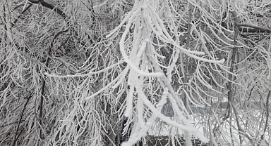 Patnos'ta kırağı tutan ağaç ve bitkiler güzel görüntüler oluşturdu
