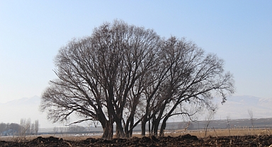 Patnos'ta Asırlık Ağaçların Muhteşem Görüntüsü Göz Kamaştırdı (Videolu Haber)