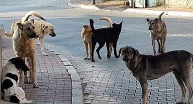 Patnos'ta sokak köpeklerin saldırısına uğrayan çocuk ölümden döndü