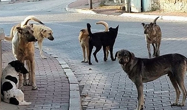 Patnos'ta sokak köpeklerin saldırısına uğrayan çocuk ölümden döndü
