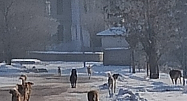 Patnos'ta sürü halinde gezen başıboş köpeklerin korkutan görüntüleri