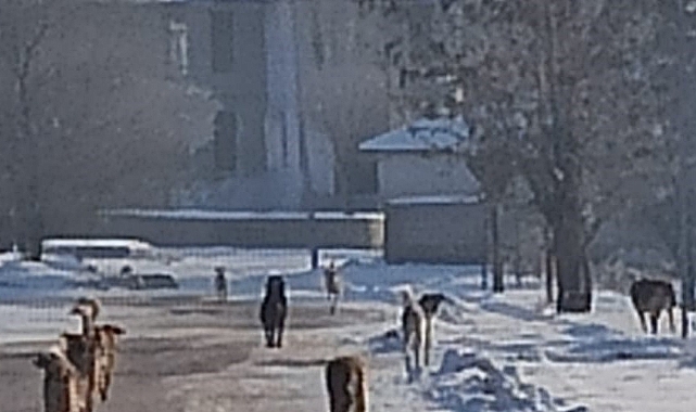 Patnos'ta sürü halinde gezen başıboş köpeklerin korkutan görüntüleri