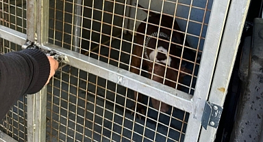 Pitbull cinsi köpeği tasmasız ve ağızlık olmadan gezdiren kişiye 33 bin TL ceza