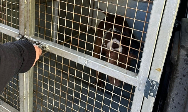Pitbull cinsi köpeği tasmasız ve ağızlık olmadan gezdiren kişiye 33 bin TL ceza