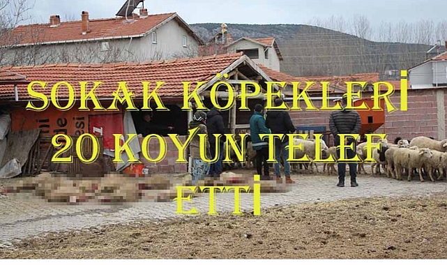 Sokak Köpekleri 20 Koyunu Telef Etti