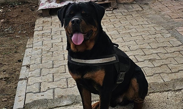 Sokak sokak gezerek köpeğini arıyor, bulana ödül verecek
