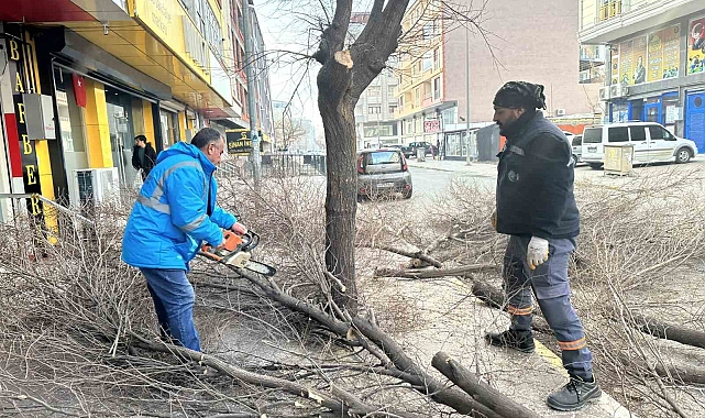 Ülkemizin Başka Bir Köşesinde de Ağaç Budama Çalışmaları Devam Ediyor