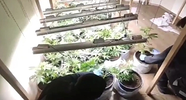 Uyuşturucu operasyonu: Esrar ve Hint keneviri ele geçirildi