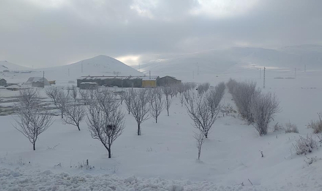 Van'da ağaçlar kırağı tuttu: Kartpostal görüntüler ortaya çıktı