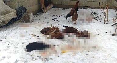Van'da başıboş köpekler dadandıkları kümesteki tavukları telef etti