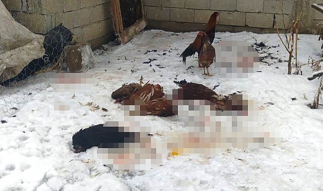 Van'da başıboş köpekler dadandıkları kümesteki tavukları telef etti