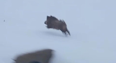 Van'da yaban domuzları cep telefonuyla görüntülendi