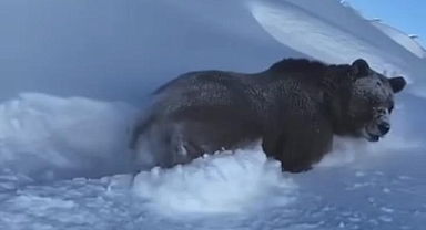 VEDAŞ'a bağlı arıza ekipleri dev ayıyı karda yürürken görüntülediler