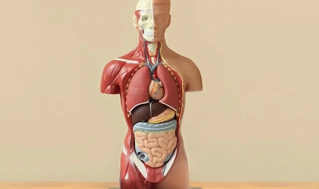 Vücudun şarteli olan organlar hangileri?