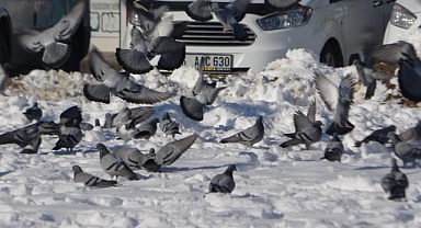 Yem kapmak için birbiriyle yarışan güvercinler görsel şölen oluşturdu