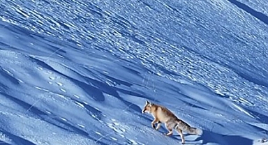 Yiyecek arayışına çıkan tilki drone ile görüntülendi