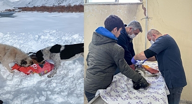 Yiyecek bulamayan can dostlar için 15 mahalleye yiyecek bırakıldı