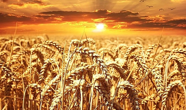 12-16 Şubat haftası tarım ürünleri piyasası