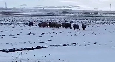 Aç kalan domuz sürüsü koyun sürüsünü aratmadı