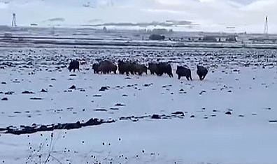 Aç kalan domuz sürüsü koyun sürüsünü aratmadı