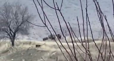 Aç kalan domuz sürüsü şehir merkezine dadandı