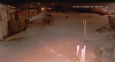 Aç kalan kurtlar köpeğe saldırdı