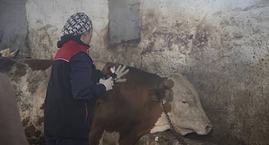 Ağrı’da 310 büyük baş hayvana şap aşısı uygulanacak