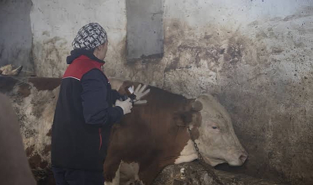 Ağrı’da 310 büyük baş hayvana şap aşısı uygulanacak