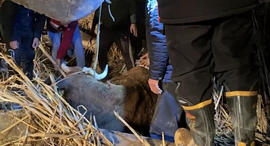 Ağrı'da ahır çöktü, hayvanlar altında kaldı (Videolu Haber)