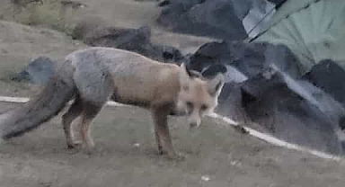 Ağrı'da doğada yiyecek aramaya çıkan tilki şehir merkezine indi