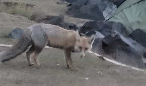 Ağrı'da doğada yiyecek aramaya çıkan tilki şehir merkezine indi