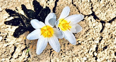 Ağrı’da ilk Cemre havaya düştü