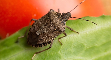 Ağrı'da kahverengi kokarca uyarısı