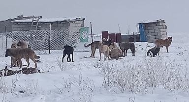 (Videolu Haber)Ağrı'daki başıboş köpekler vatandaşın korkulu rüyası oldu