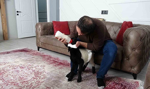 Annesinin reddettiği kuzuya bebek şefkati