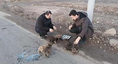 (Videolu Haber) Annesiz kalan yavru köpeklere Ağrılı vatandaş sahip çıktı
