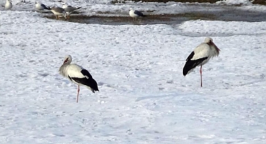 Baharın müjdecisi leylekler, bu yıl Van’dan göç etmedi