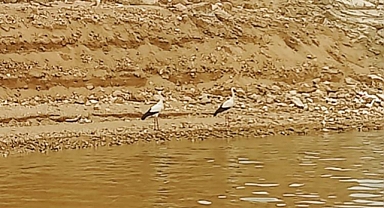 "Baharın Müjdecisi" leylekler Keban Baraj Gölü kıyısında görüntülendi