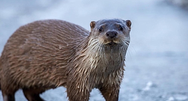 Buz tutan nehirde nesli tükenmekte olan su samuru görüntülendi