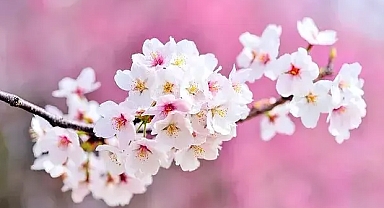 Cemre Nedir? İlk Cemre Ne zaman Düşecek? Baharın Müjdecisi Cemre Düşme Tarihleri