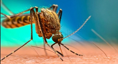 Dang Humması nedir? Dang Hummasının Yan Etkileri Nedir, Bulaşıcı Mı? Nerelerde Görüldü?