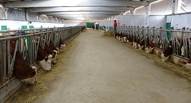 Devlet desteğiyle kurduğu tesiste günlük 700 litre süt üretiyor