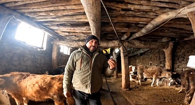 ‘Dilber’ şarkısı ile ineklerin süt verimini artırdı