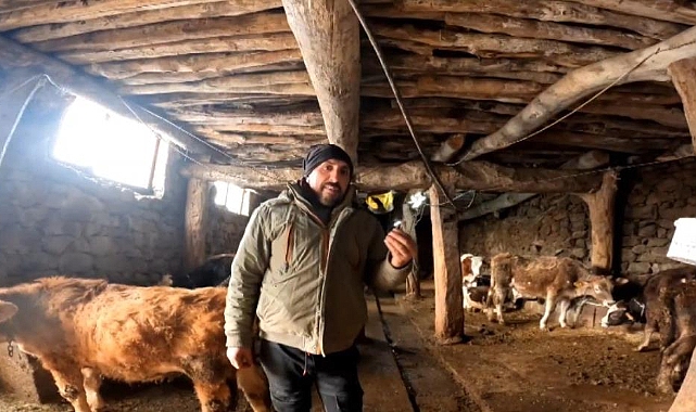 ‘Dilber’ şarkısı ile ineklerin süt verimini artırdı