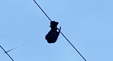 Elektrik tellerine takılan güvercin ekipler tarafından kurtarıldı