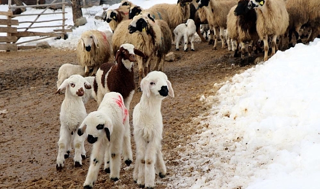 Erzincan'da besicilerin 'kuzu' mesaisi